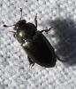 Meligethinae inconnu
